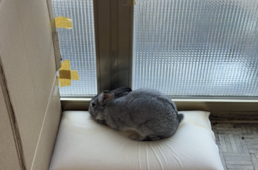 Rescued rabbit