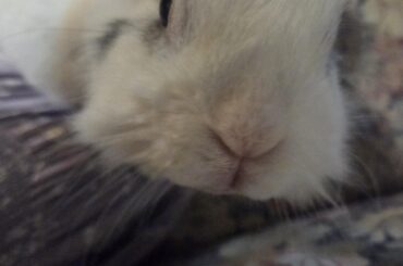 Anyone else have a bun who gets mad when you exercise? Tyrion especially hates yoga and rowing, he thumps SO MUCH when I do either one 🤣