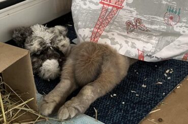 He be splooted