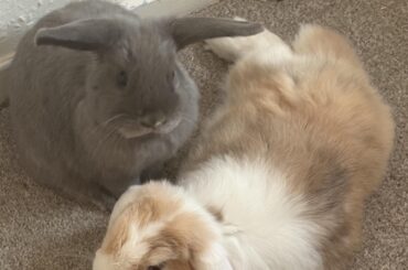 Nail trimming