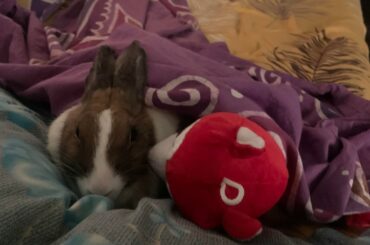 morning cuddles with the racoon plushie