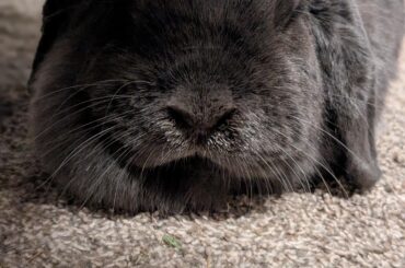 Blue is thankful Monday is OVER