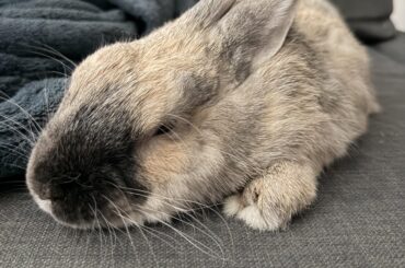 Taking bun on a plane