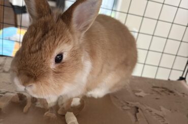 Fingers crossed for Peanut please🤞