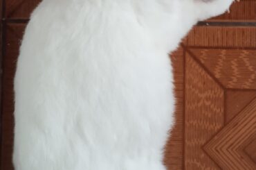 Ahhhhhh, how cute!!!