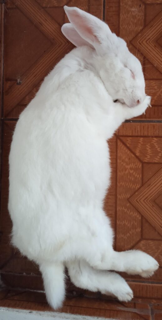 Ahhhhhh, how cute!!!