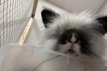 My friends say she looks like a cat 🥹