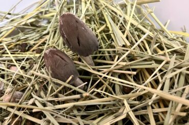 Mushrooms in the litter!!