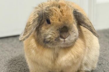 Question about hay!!!!!