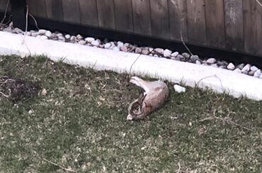 Is this rabbit wild?