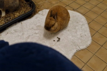 Some positive news: Molly ate a few pellets last night, and did so again this morning! (Still continuing to feed CC, because she's probably going to have surgery tomorrow. She needs every calorie!)