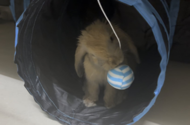 My bun hates hay lately