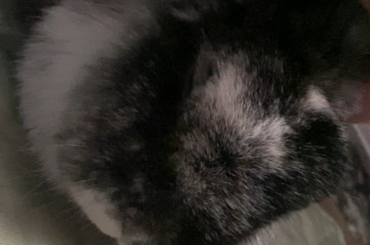Teeth grinding while rubbing ears