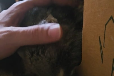 Sleepy Gentle Pets