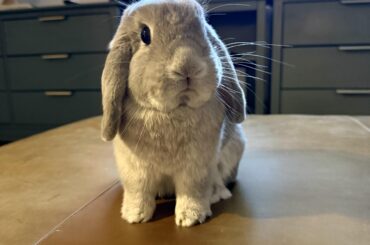 Baby George hops up on the couch and demands eye contact