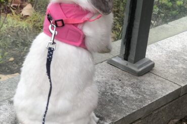 Feboo exploring in the garden