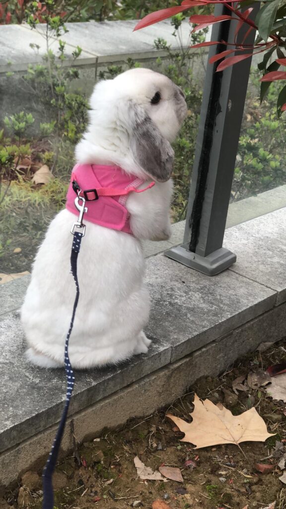 Feboo exploring in the garden