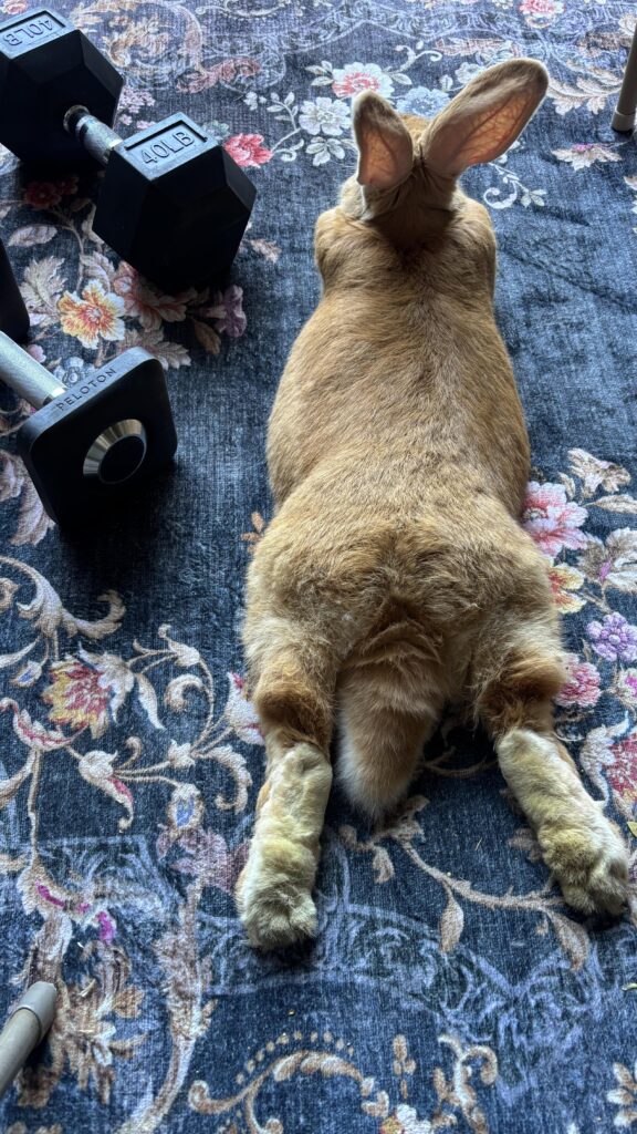 My favorite workout buddy <3