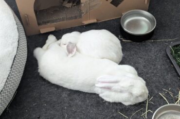 When we chose Plip (smol) as a potential partner for Blip (big), the shelter warned us that she didn't like other rabbits and not to get our hopes up about them bonding. It took a professional bunny bonder 6 weeks. Two years later they're still going strong!