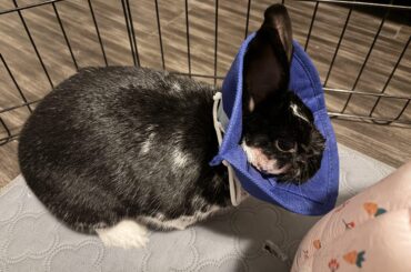 Bunny Insurance Help