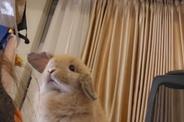 Miso: "I has concoquered da hoomin"