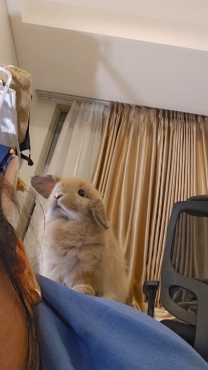 Miso: “I has concoquered da hoomin”