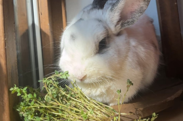 Semla update: she’s home and healthy 🥹