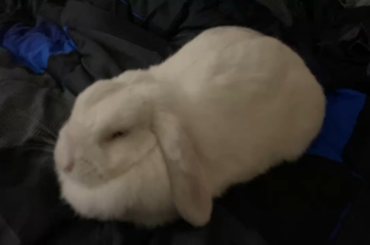 Umm, may I please have my spot? I must rest Ms. Princess Snowie. May I suggest the otherside of the bed?🐰🐰🐰