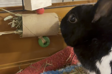 Handmade Monthly Enrichment Boxes for Bunnies