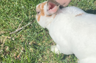 He sure loves grass! 🌱