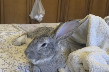 Easter bunny