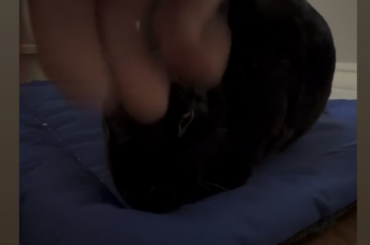 Step 1 for success: pet the bun! 🥺