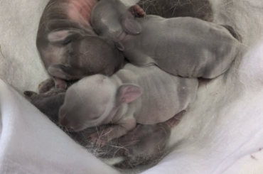 A bowl of bunnies