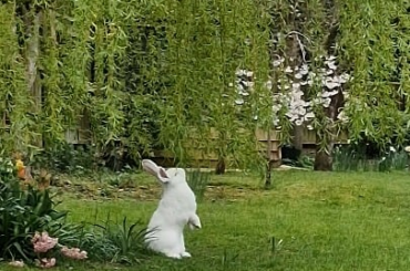 Ever seen a stunt bunny gardening?