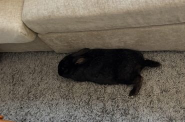 My rabbit refuses to walk on hardwood
