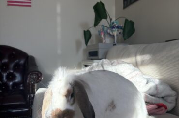 Aggressive bunny
