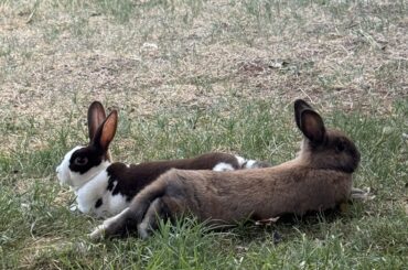 Some relaxing back yard time!