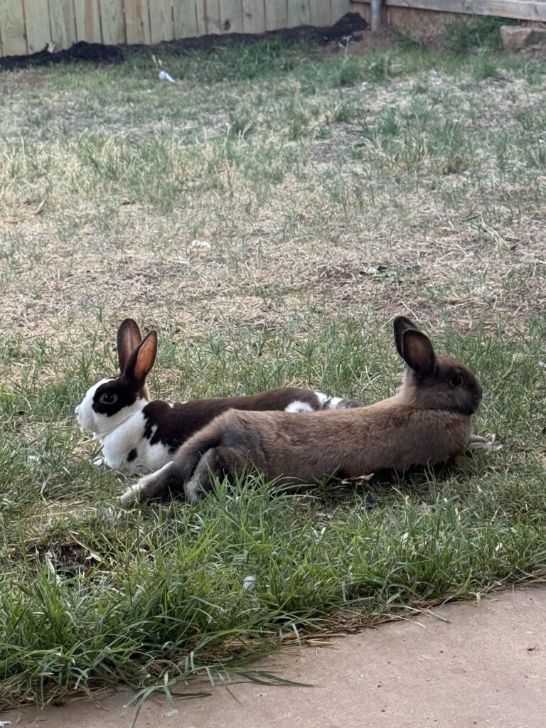 Some relaxing back yard time!