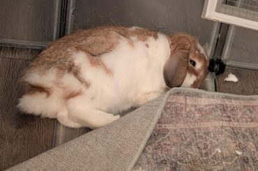 How come my rabbit is only toasted on one side?