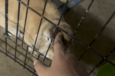 I volunteer at a small bunny shelter and wanted to share this cutie with you guys
