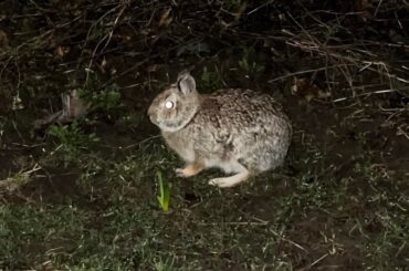 Is this a domestic rabbit ?