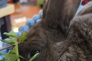 Shego cuddles and dandelion greens