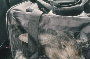 just took Tina to the vets for the first time… turns out she’s a boy!