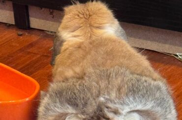 Romeo got that bubble butt