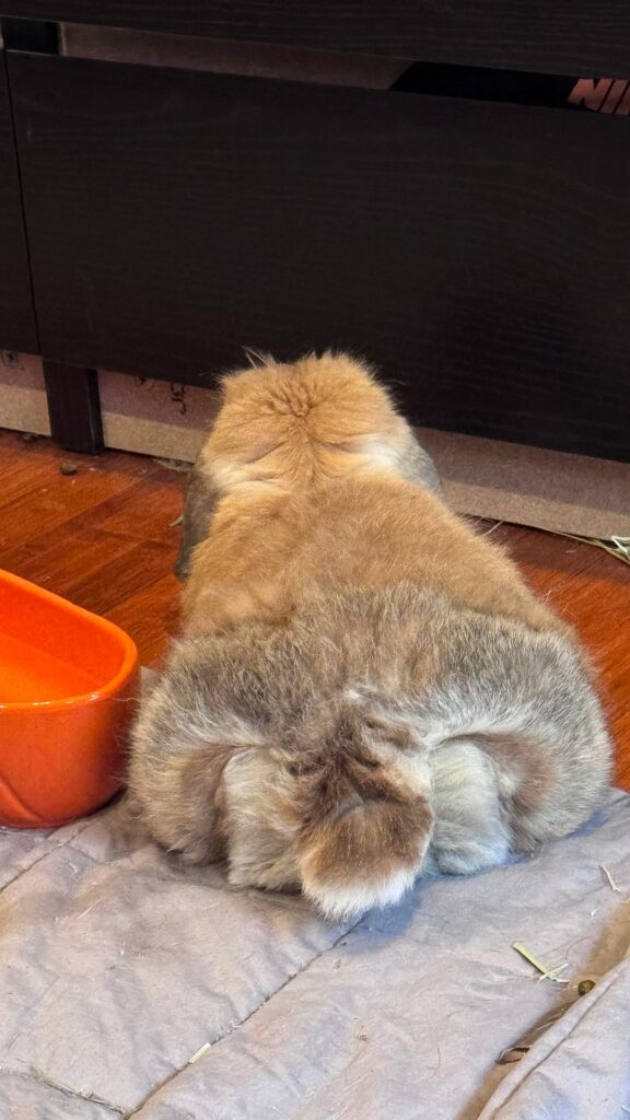 Romeo got that bubble butt