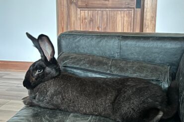 a bunny adopted me!!