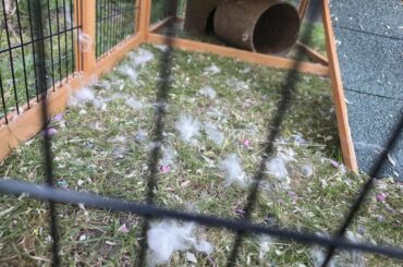 Is this normal shedding?