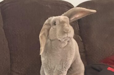dusty bun 💖
