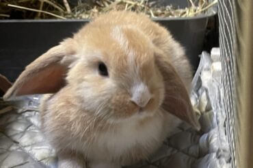 is it normal for my bunny to be leaving cecotropes?