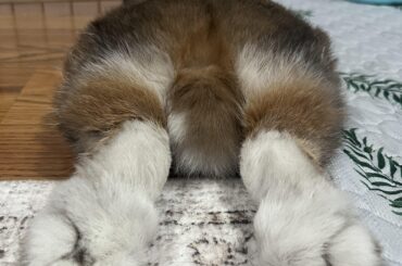 Big foot located